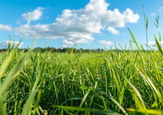 działka na sprzedaż - Świerklany, Jankowice Rybnickie